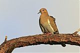 White-winged Doveborder=